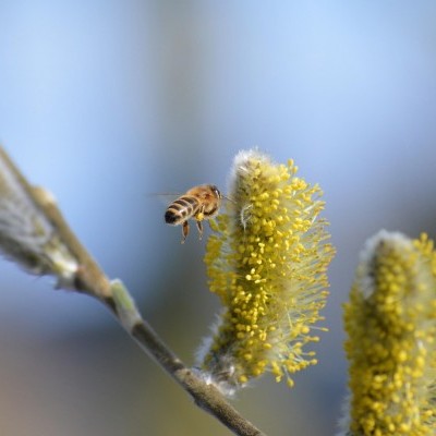 Kecskefűz? Hamvas éger? Rezgő nyár? Még lehet szavazni az év fájára!