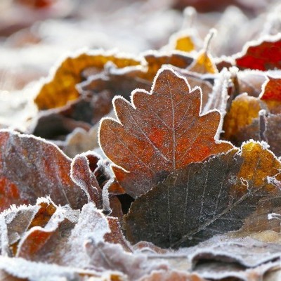 Magyar delegáció Törökországban: lehetőségek az erdészeti együttműködésben