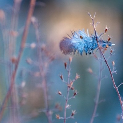 Madárinfluenza aktualitások hazánkból és Európából