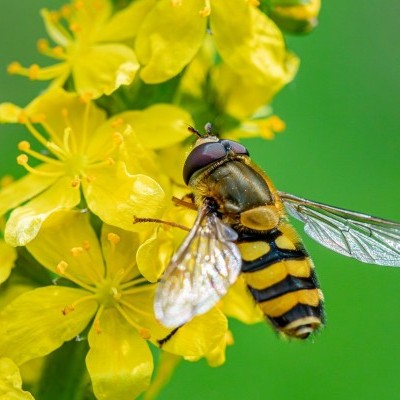 Már csak pár napig lehet szavazni az év beporzójára