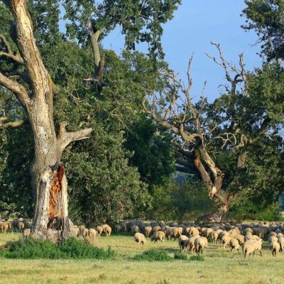 Középpontban a fáslegelő - Az őshonos fákkal tarkított gyepterület lett az 
