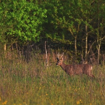 Határmenti vadállomány vizsgálatát elősegítő központ jött létre a Debreceni Egyetemen