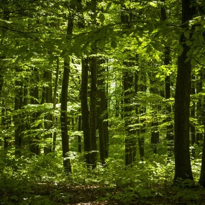 Zala vármegye erdői a fenntartható jövőt szolgálják