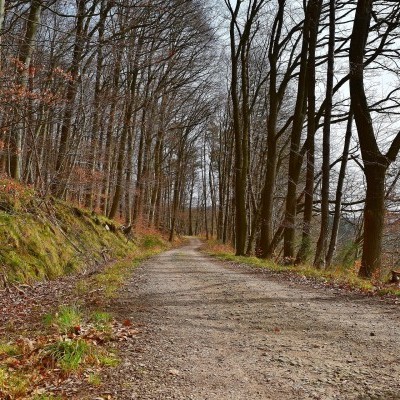 Az agancshullatás időszakában kiemelt ellenőrzéseket tart a Vadex