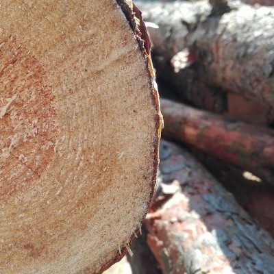 Álláshirdetés: erdész munkatársakat keres a Kozák-Trans Kft.