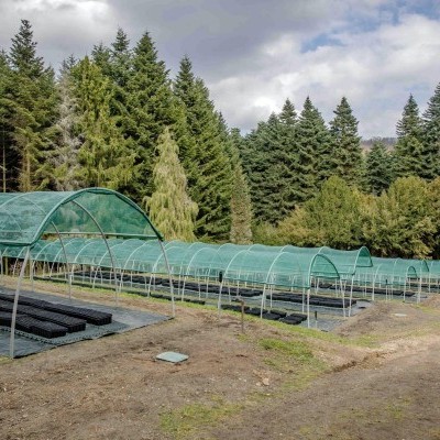 Klímarezisztens csemeték: nemzetközi összefogás a jövő erdészeti szaporítóanyagaiért