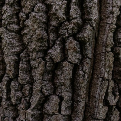 Az „erdei lépőkövek” rendszere egyszerre szolgálja a biodiverzitást és a fenntartható erdőkezelést