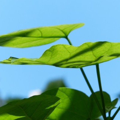 Elkezdődött a Településfásítási Program tavaszi ültetési időszaka a Vérteserdő terültein is