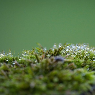 A somogyi erdőkben közel nyolc ezer hektáron végeztek erdőfelújítási munkákat az elmúlt évben