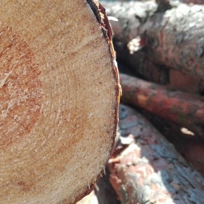 Határozatot hoztak a fakitermelési moratórium részleteiről
