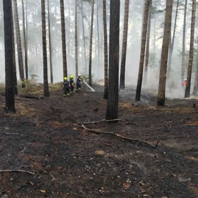 Fenyves aljnövényzete kapott lángra